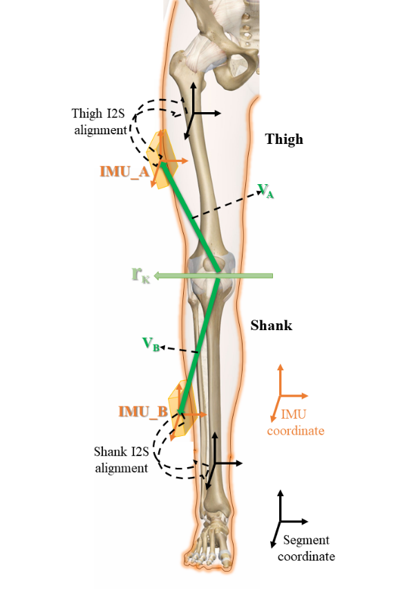 IMUと四肢座標のアライメントの模式図